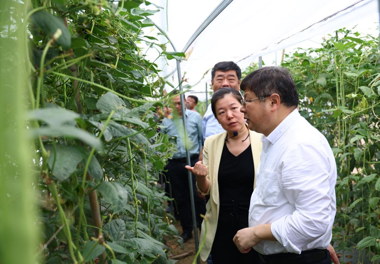 海南大学三亚南繁研究院吴少英教授团队突破海南省瓜菜重要害虫绿色