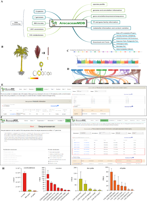 海南大学罗杰教授团队构建棕榈科多组学综合分析数据库，助力棕榈科物种遗传育种研究